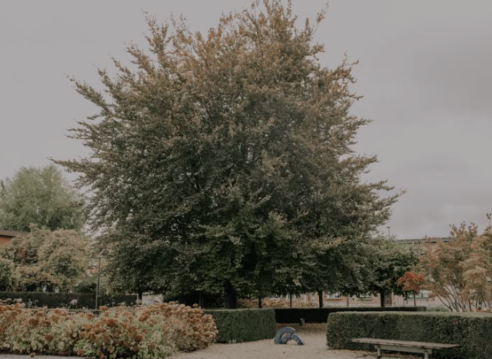 Rode beuk in voortuin van kasteel Broydenborg